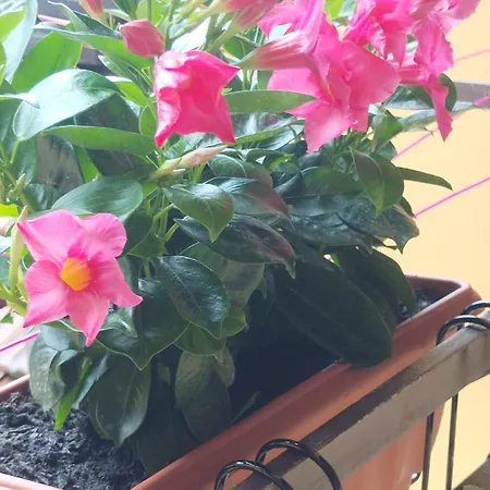 La Casa Al In Centro Storico